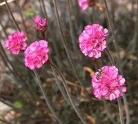 8389m-Red-Leaf-Sea-Thrift.jpg