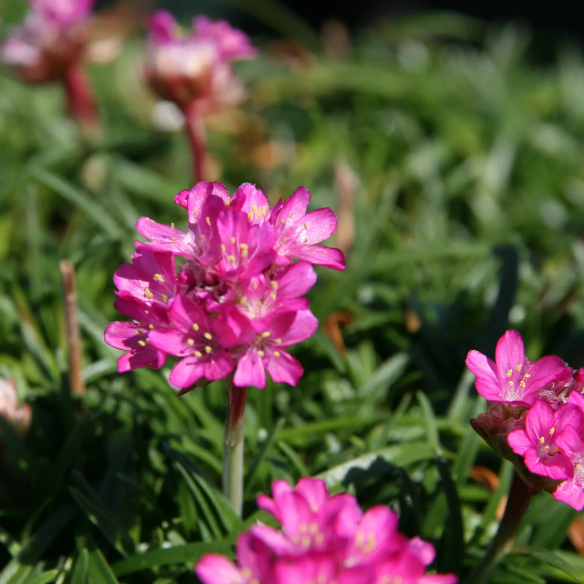 armeria-splendens-sea-thrift-flower.png.webp