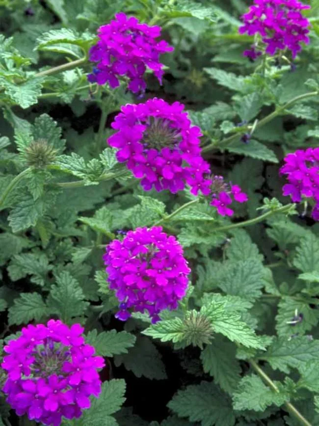 VEHP_0a_Verbena_Homestead_Purple_1233_38.1500922369.jpg