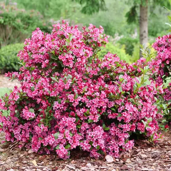 weigela_sonic_bloom_punch_p1214263_-_28de80_-_6ec7b4a3b6529464f25836b5d27b5cb2f7924e56.webp