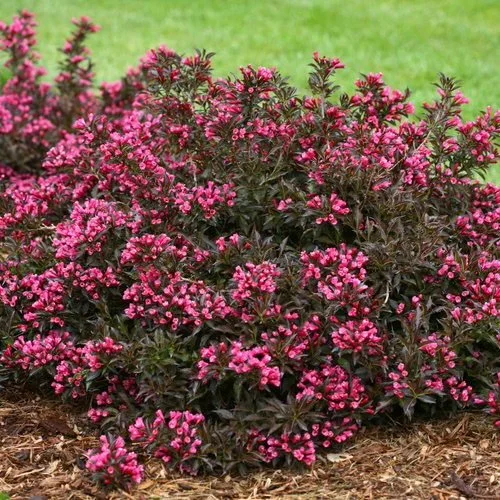 weigela_spilled_wine_img_0802.jpg