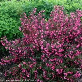 weigela-wine-and-roses-600x600-1.jpg