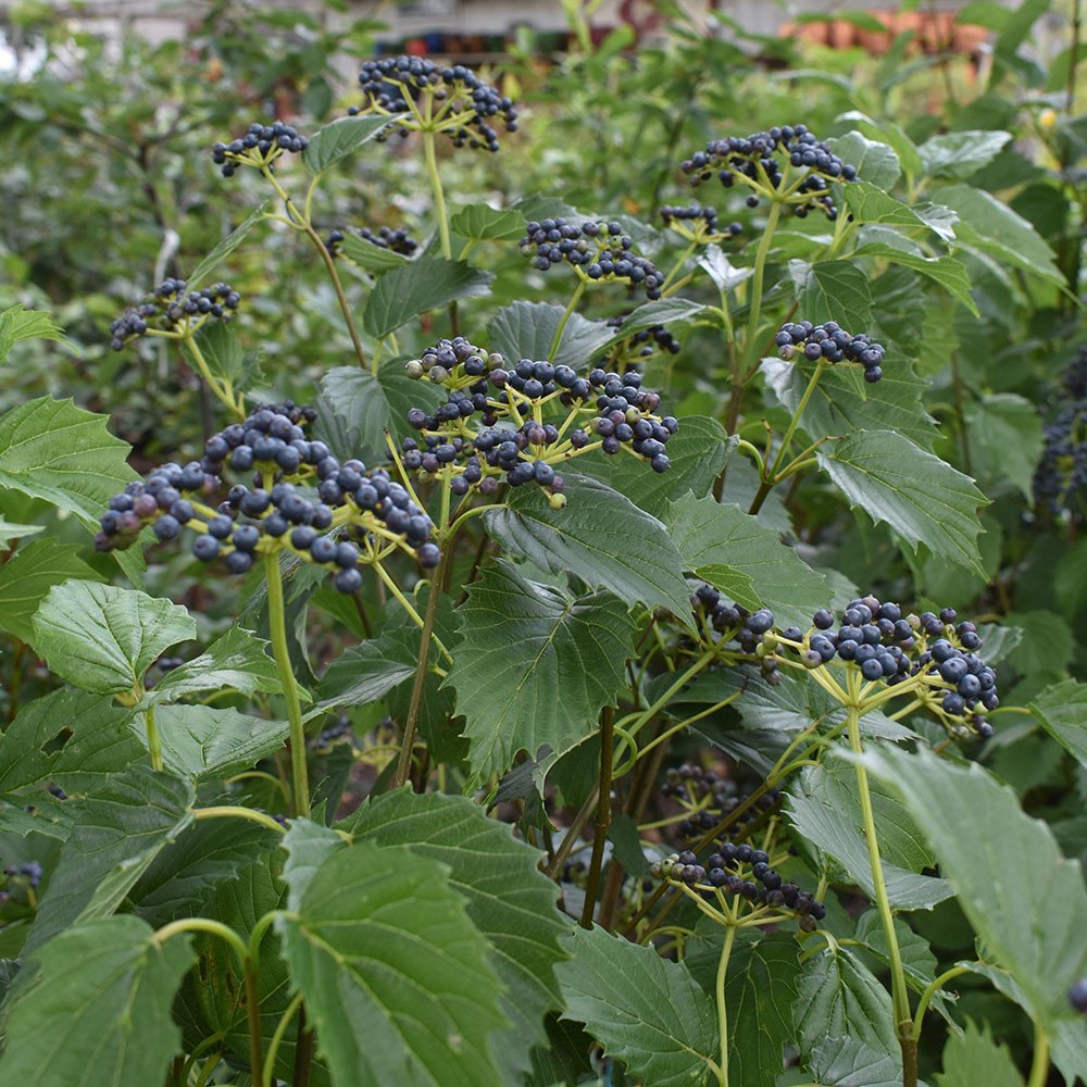 17a337e0web-horsford-viburnum-dentatum-blue-muffin__12243.jpg