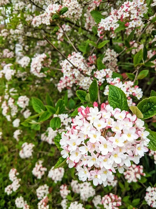 Burkwood_Viburnum_1-copy-jpg-webp.webp