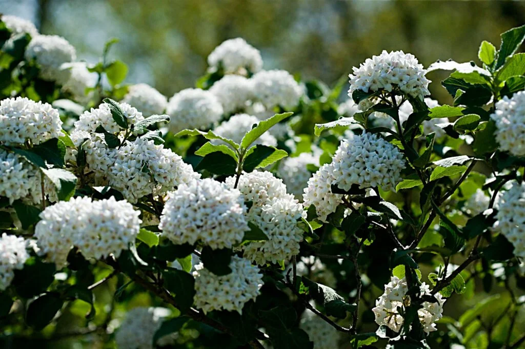 Korean-Spice-Viburnum-Viburnum-carlesii.jpg