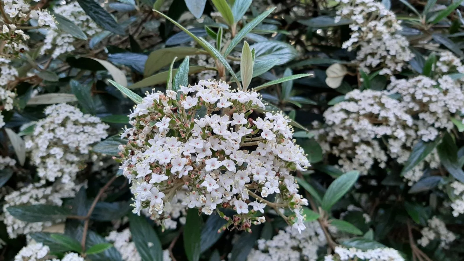 viburnum-pragense-3.jpg