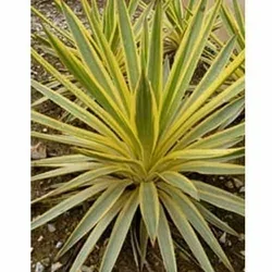 yucca-bright-edge-250x250.jpg.webp