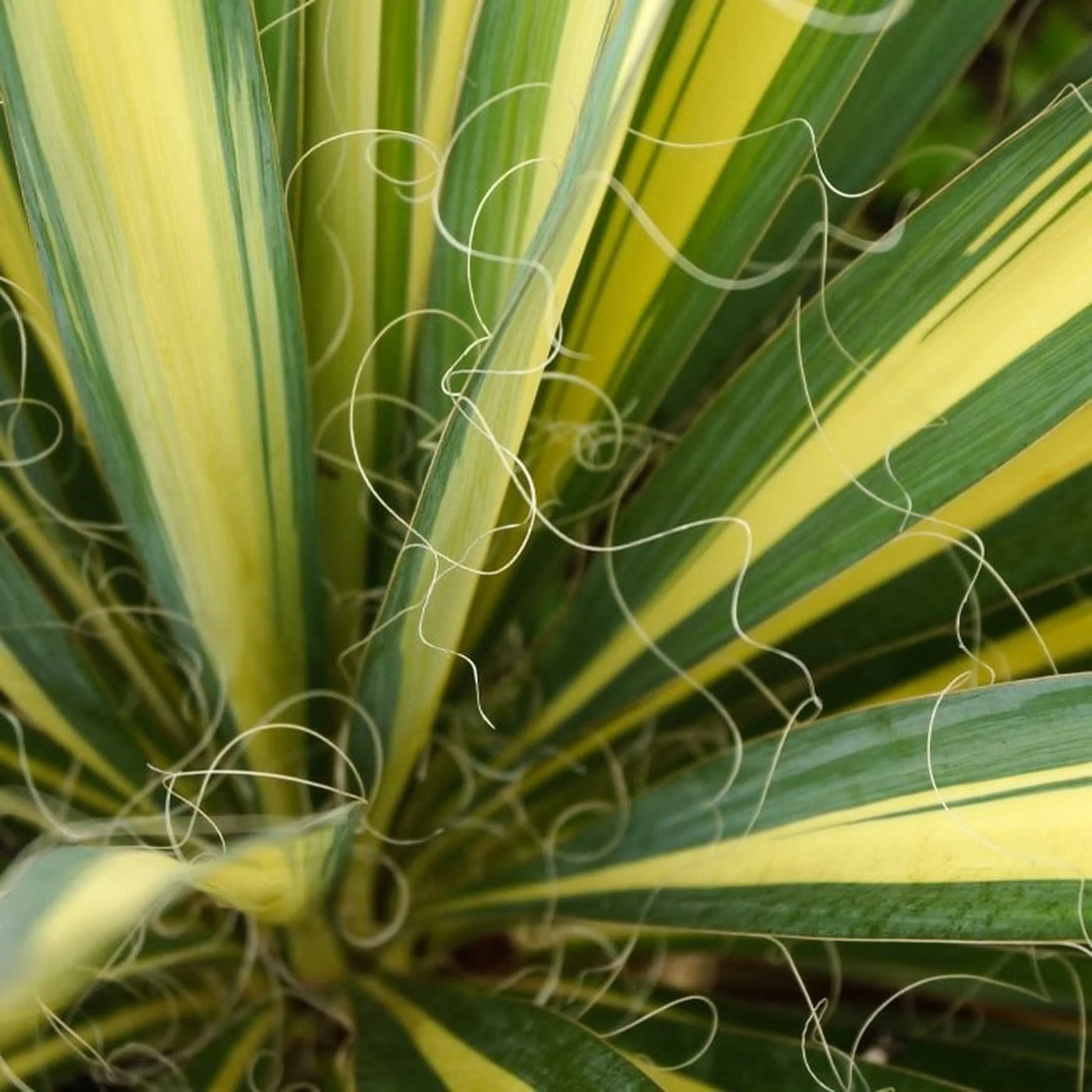 Yucca-Color-Guard-2.jpg