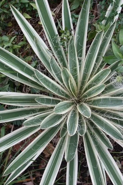 Yucca-filamentosa-Variegata.i-1174.s-64488.r-1_eb82b756-b9e6-47ca-aed8-5a5221b3a0e8_grande.jpg