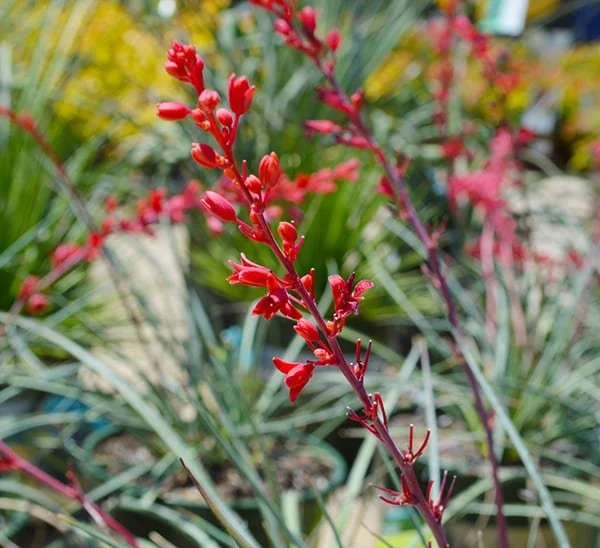 brakelights-red-yucca-1494931567.jpg