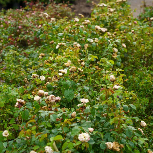 GraceN_GritWhiteShrubRose_1_600x.jpg.webp