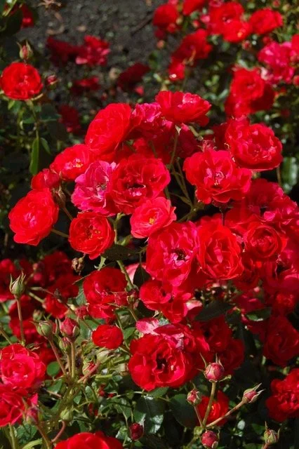ros-nitty-gritty-red-0001.jpg