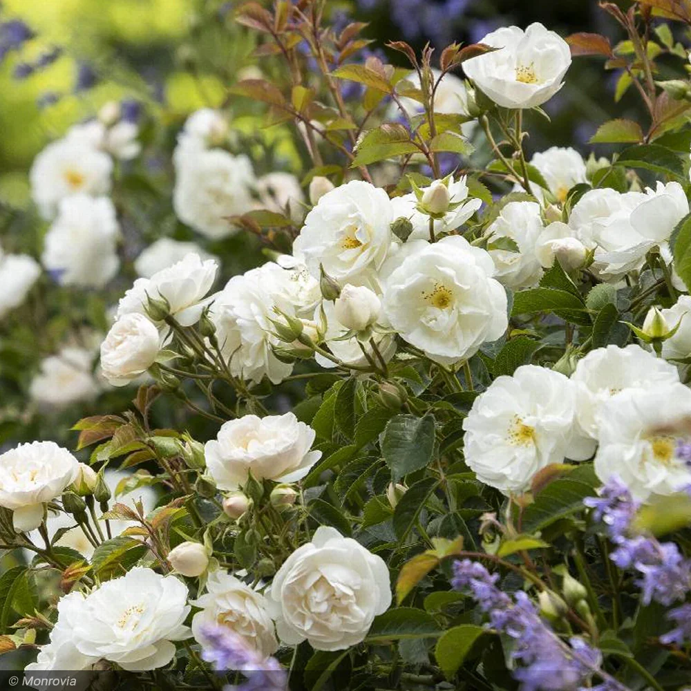 Rose_NittyGritty_White_02_1200x1200.jpg.webp