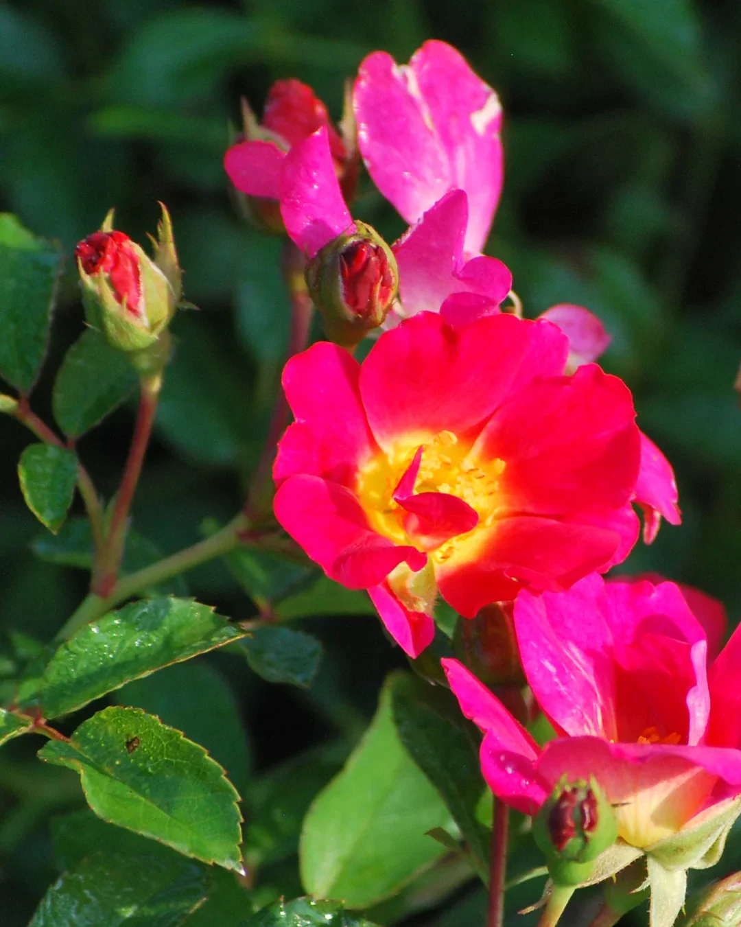 DSC_0767.jpg.webp