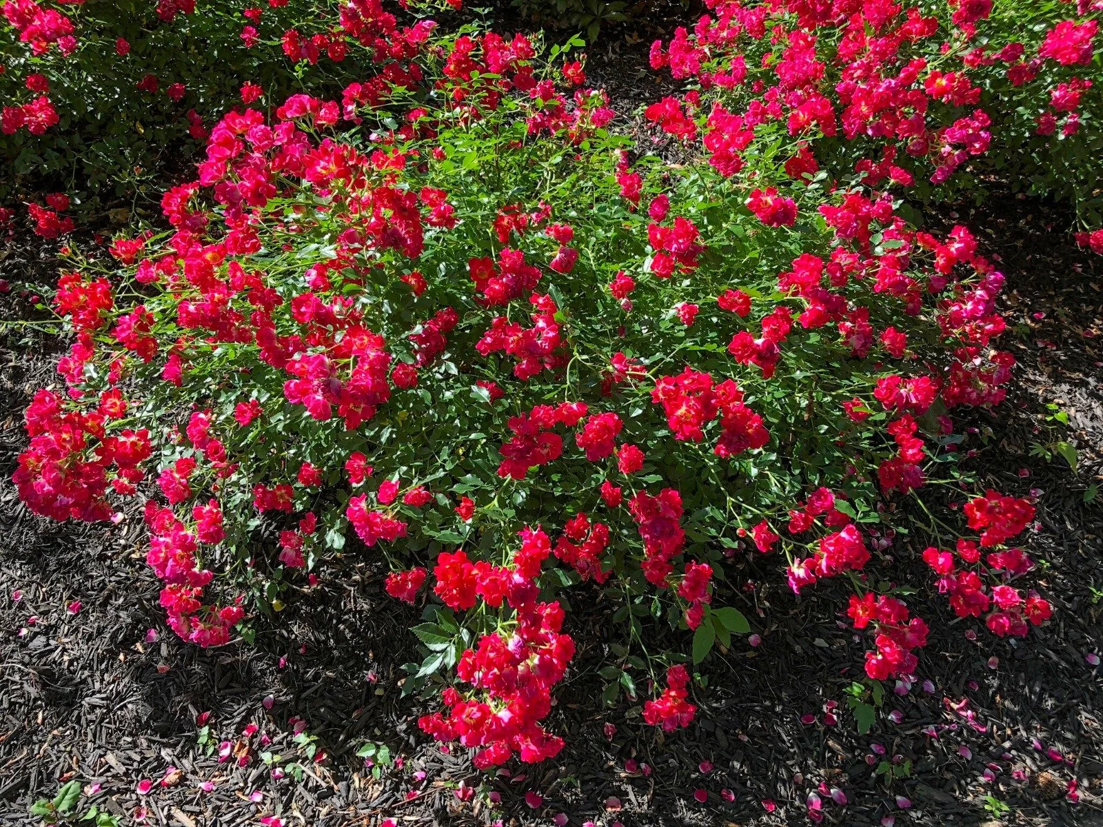 rose-drift-red.jpeg3_.jpeg