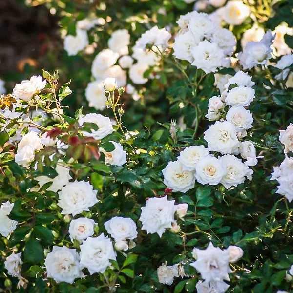White_Drift_Rose_04-600x600.jpg