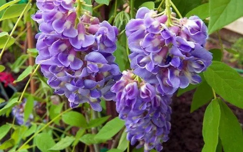 afwisteriaf421__01093.jpg