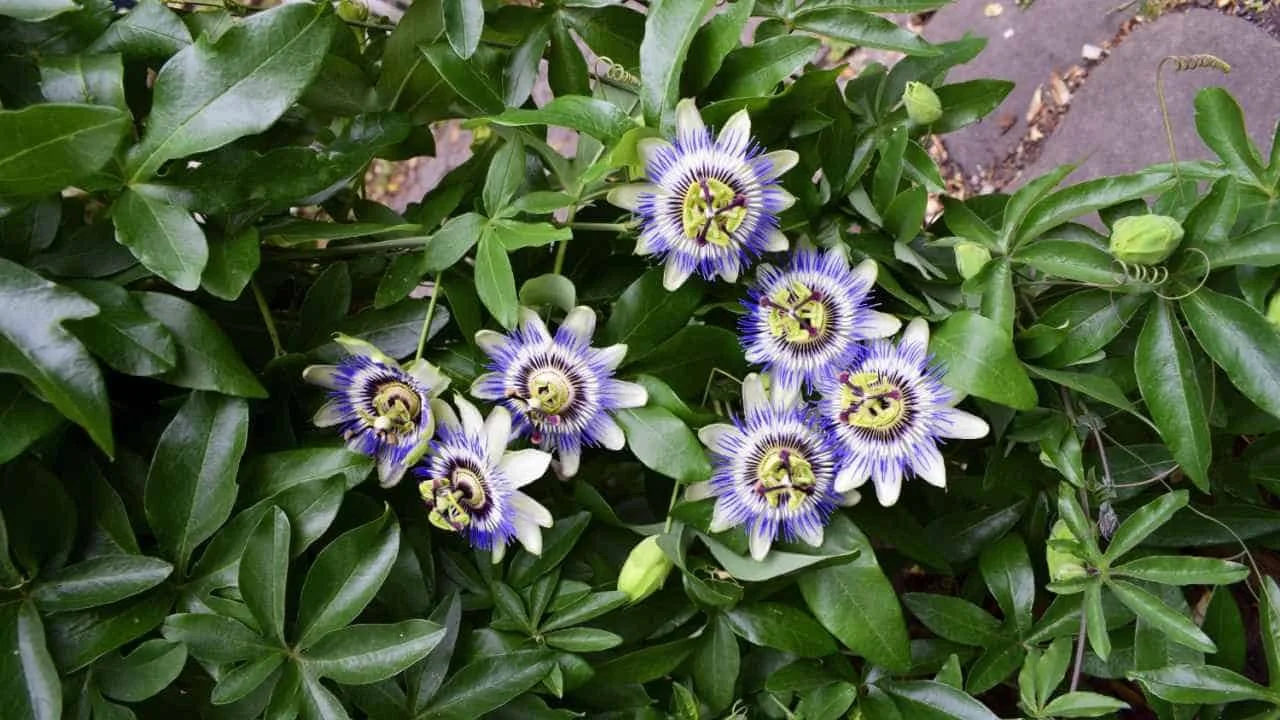 Blue-passionflower-in-summer-season.jpg