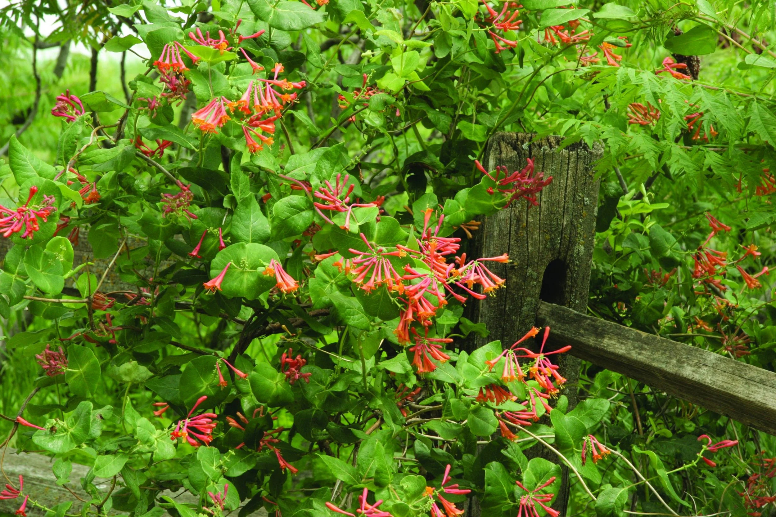 Honeysuckle-Lonicera-Dropmore-Scarlet-scaled.jpg