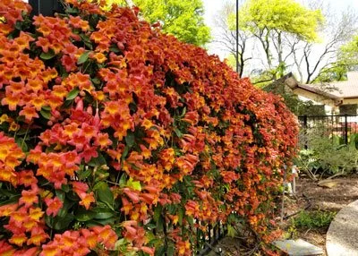 4-2-20-Tom-Kline-in-Richardson-Tangerine-Beauty-crossvine.jpg