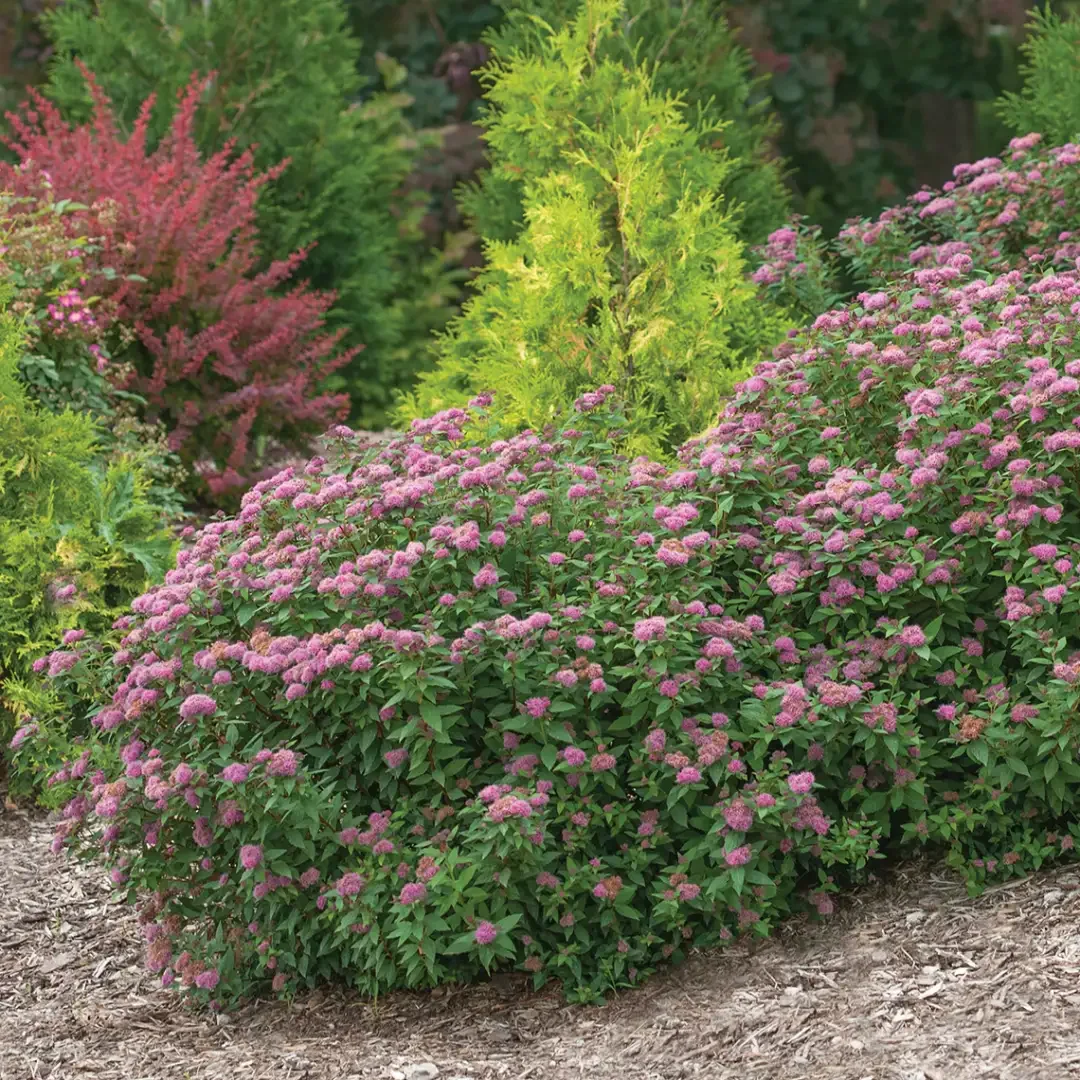 spiraea_20double_20play_20artisan_202_-_28de80_-_104522ea32f2195eb7e347fd6a6e4e8a290effd9.webp
