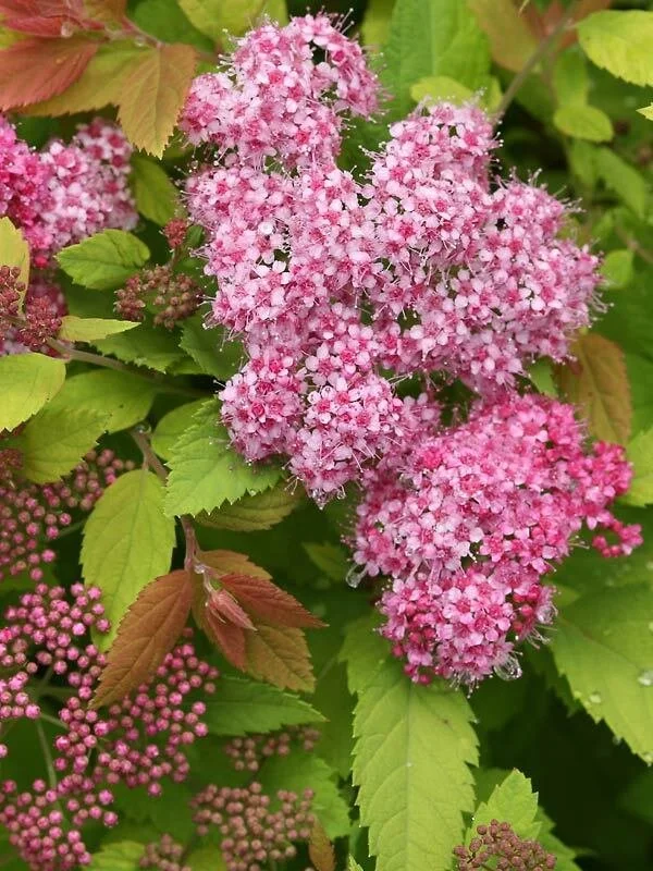 SPBB_0_spiraea_double_play_big_bang2_pw.1655996687.jpg