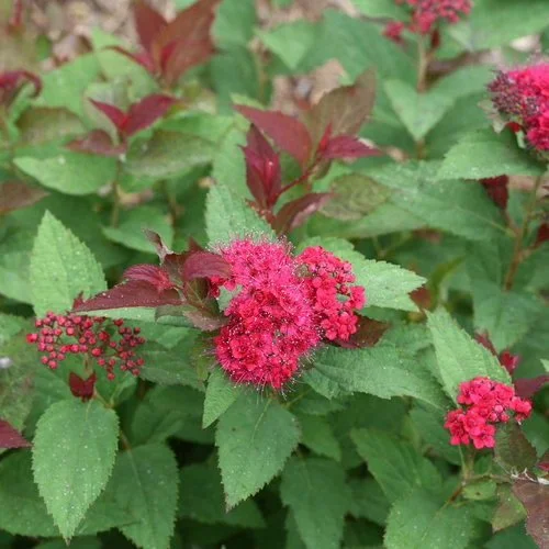 double_play_doozie_spirea_3.jpg
