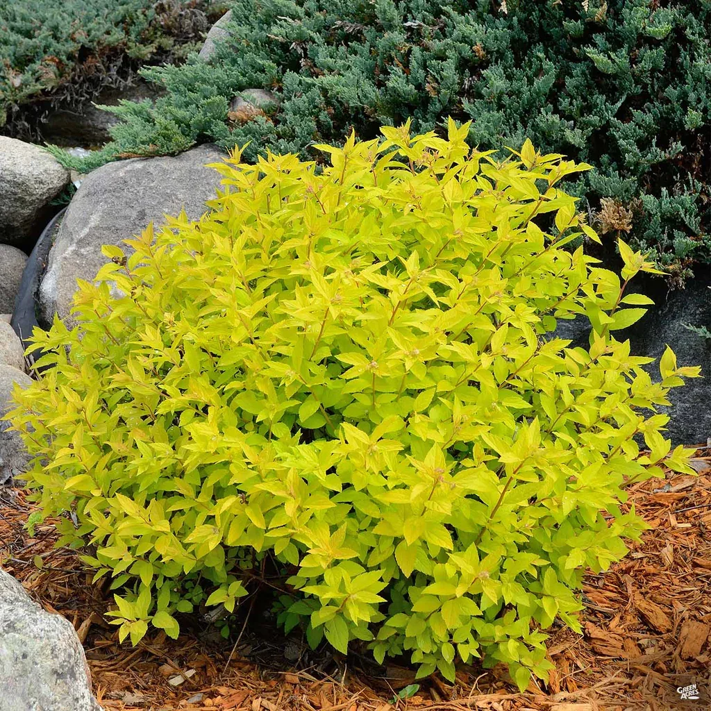 Spirea_DoublePlay_Gold_Bush_1024x1024.jpg.webp