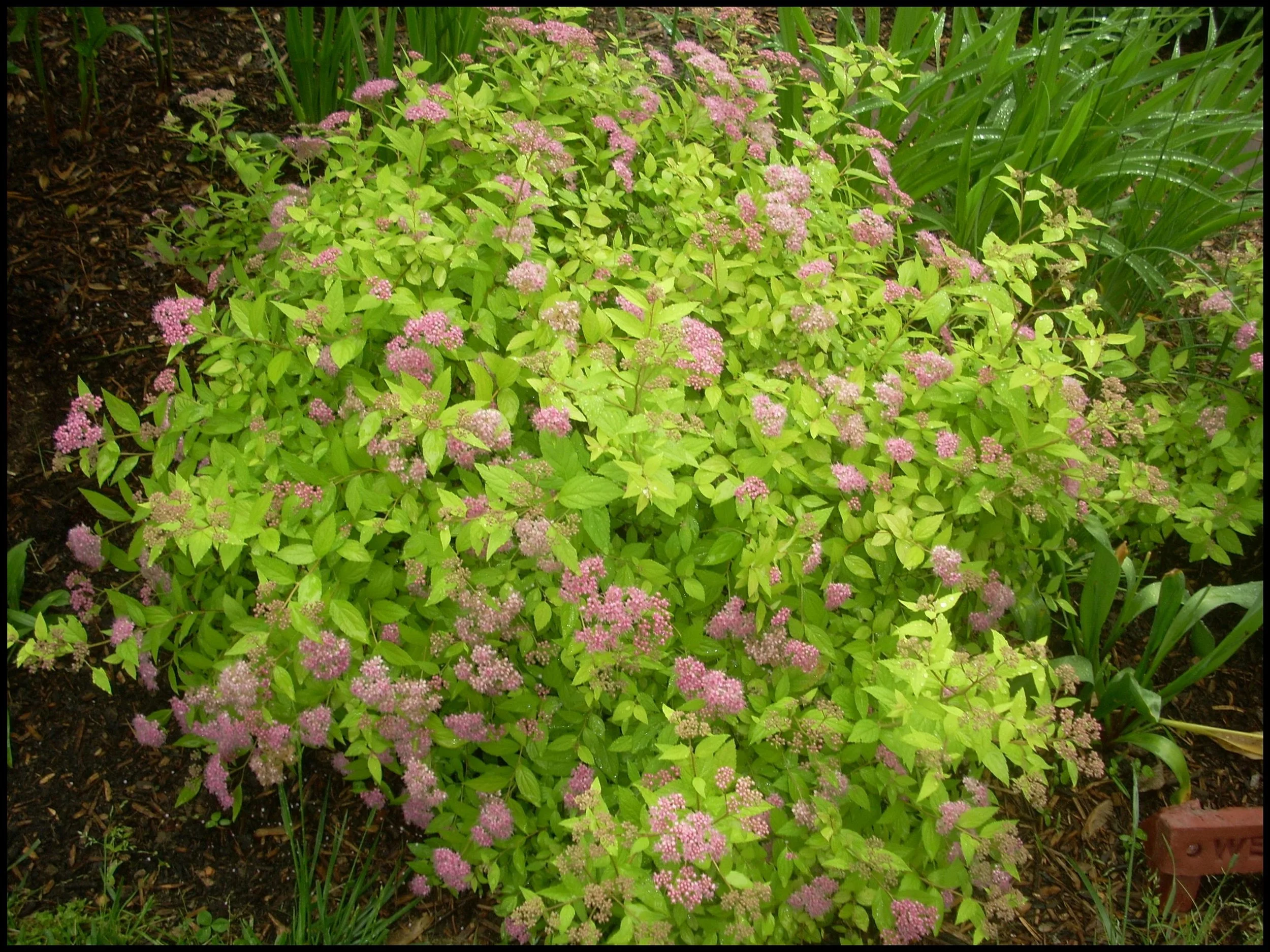 Spiraea-japonica-Goldmound-Bordered.jpg