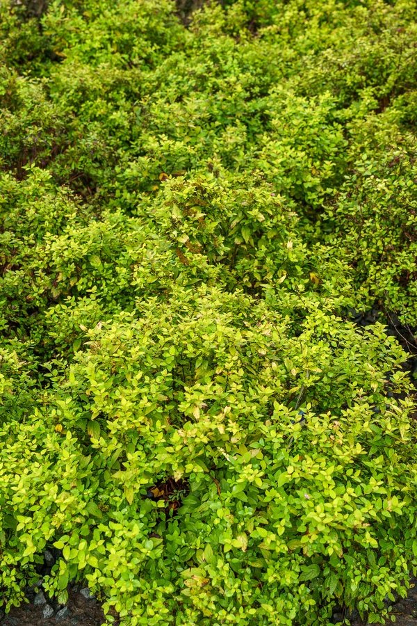 LilSizzleSpirea_2_600x.jpg.webp