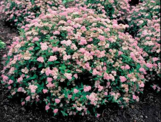 spiraea_japonica_little_princess.jpg