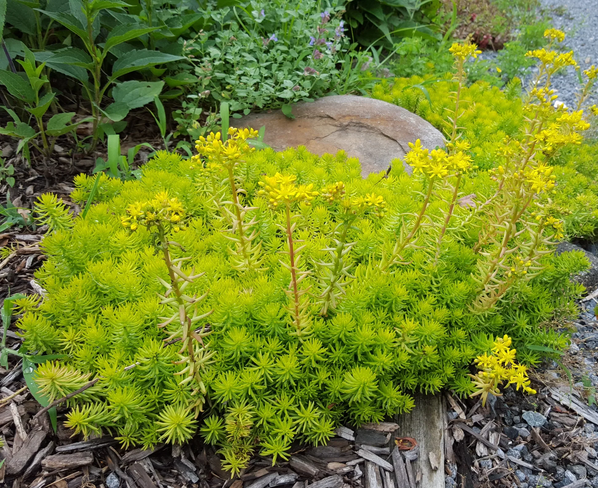 Sedum_Angelina.jpg.webp