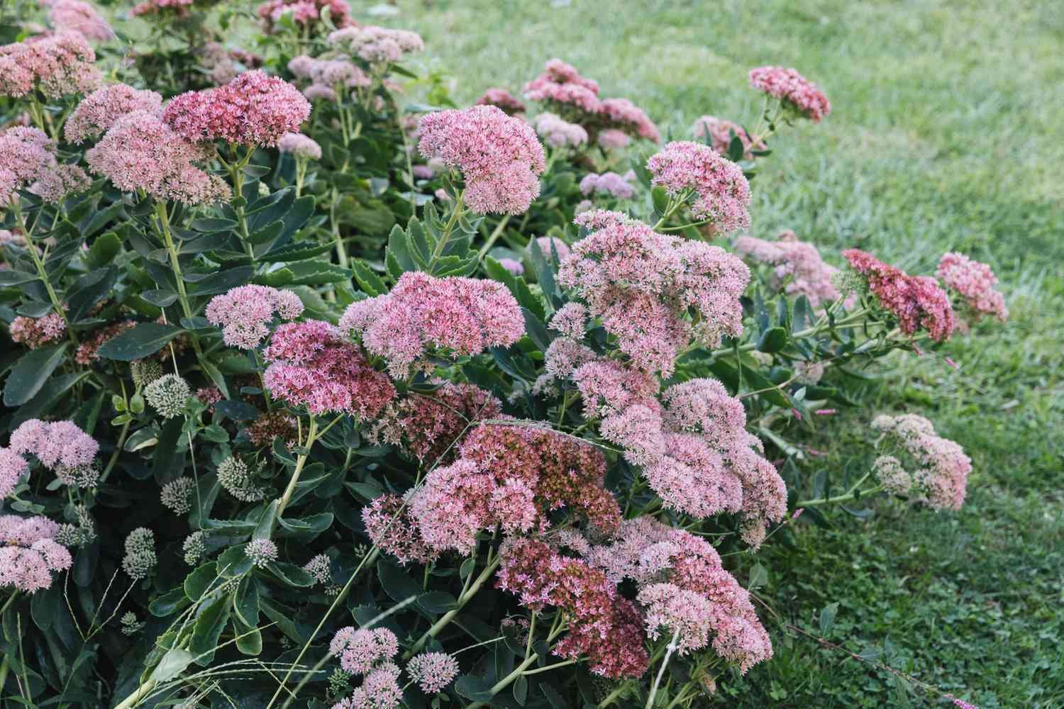 autumn-joy-sedum-2132607-01-a37e8af6a3c74c128514efe911e643cd.jpg