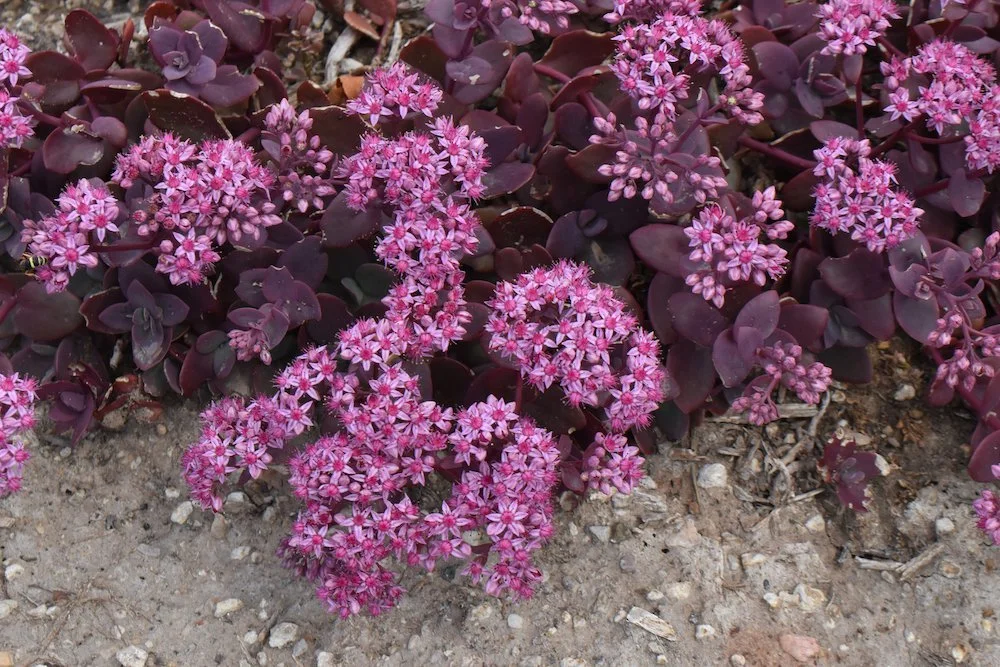 Sedum-Cherry-Tart-Flower-Summer-9-HMS21.original.jpg