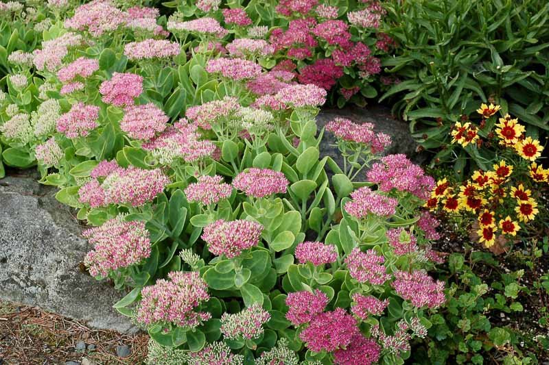 sedum-crystal-pink.jpeg