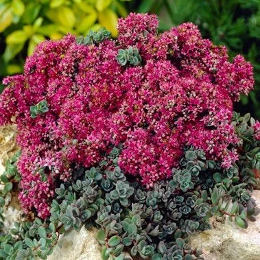 Sedum-Dazzle-Berry.jpg
