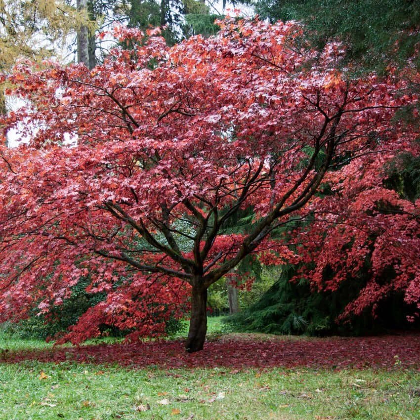 bloodgoodjapanesemaple1.jpg