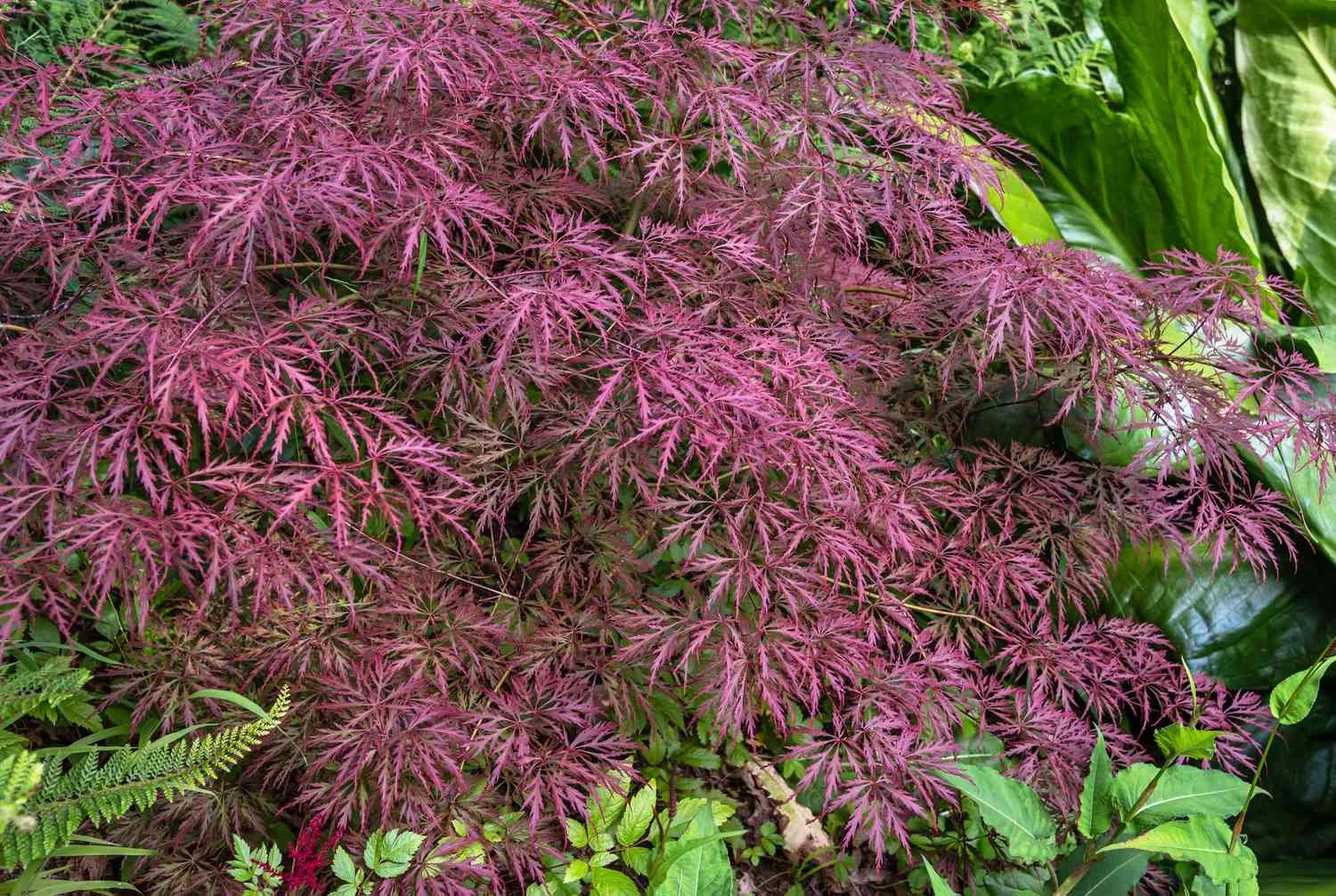 crimson-queen-japanese-maple-trees-2132092-hero-78455af7589842169408da23a90ffcdd.jpg