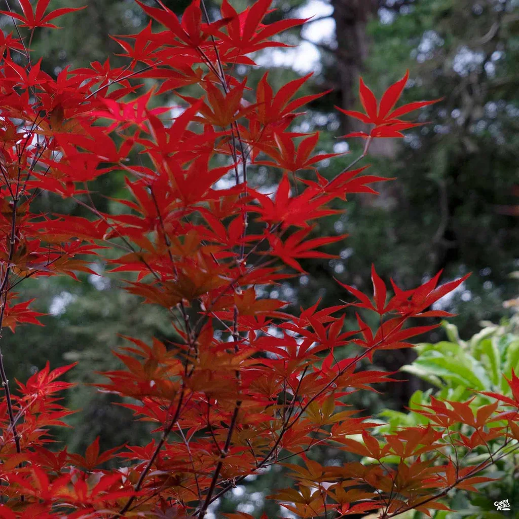 Acer_EmperorOne2_c8749bf9-e17f-4c7d-a373-709597e5d94b_1024x1024.jpg.webp