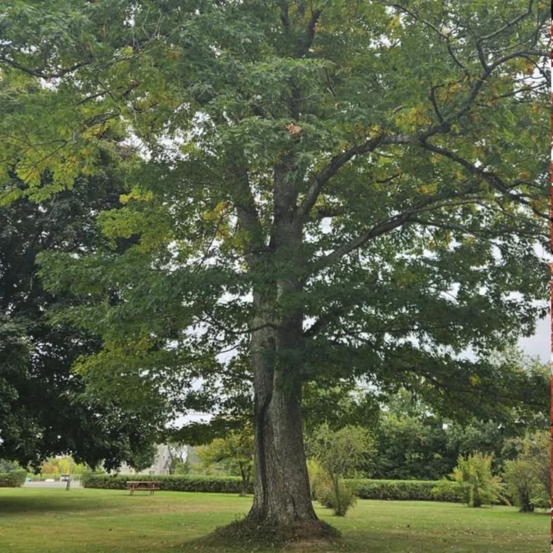 North-Red-Oak.jpg