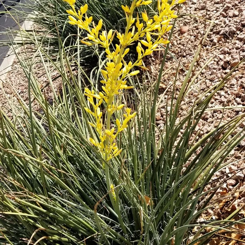 Yellow Yucca - 5 Gallon Container