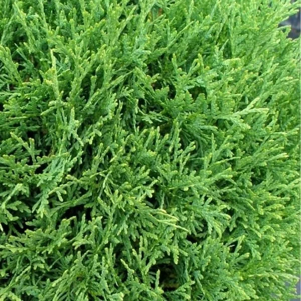 Hetz Mini Arborvitae - 3 Gallon Container