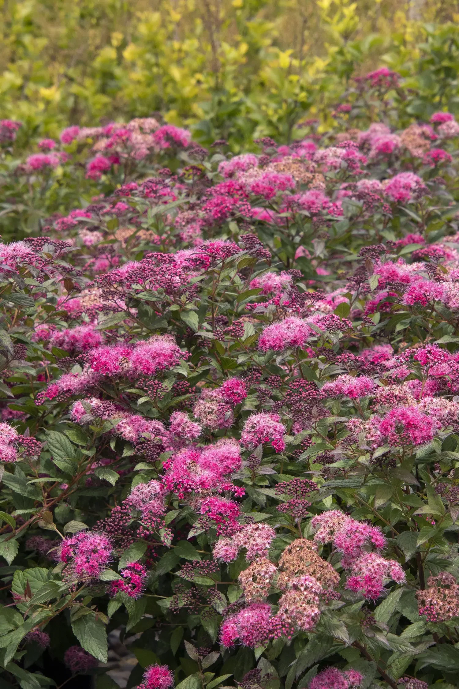Walberton's Plumtastic Spirea - 5 Gallon Container
