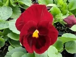 Red Pansy w/ Blotch - 18 four inch Containers