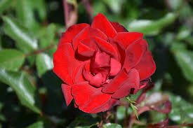 Grace N' Grit Red Shrub Rose