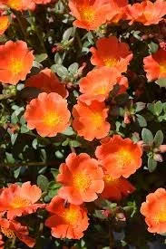 Orange Purslane