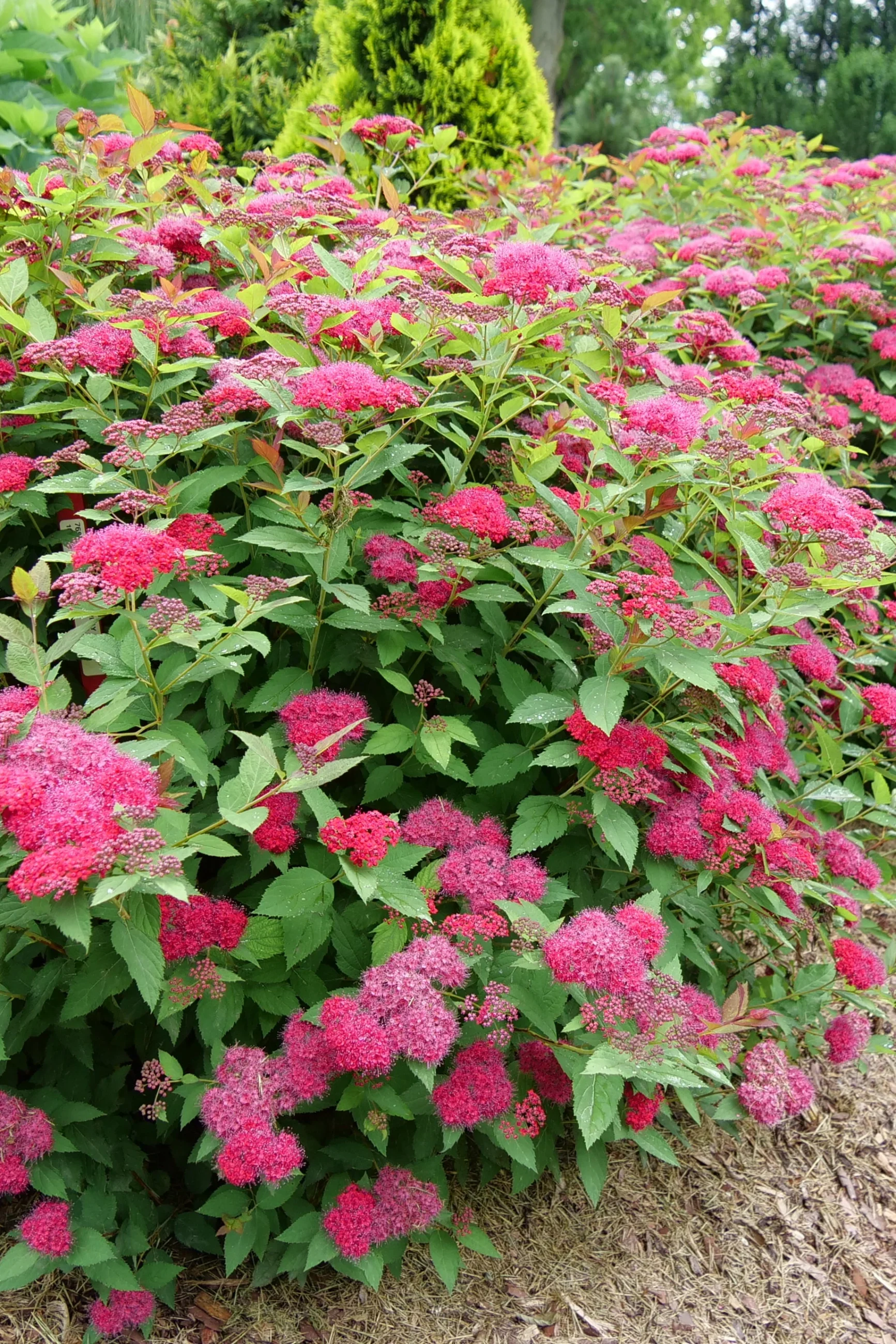 Double Play Doozie Spirea - 3 Gallon Container