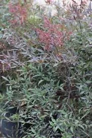 Plum Passion Heavenly Bamboo, Nandina