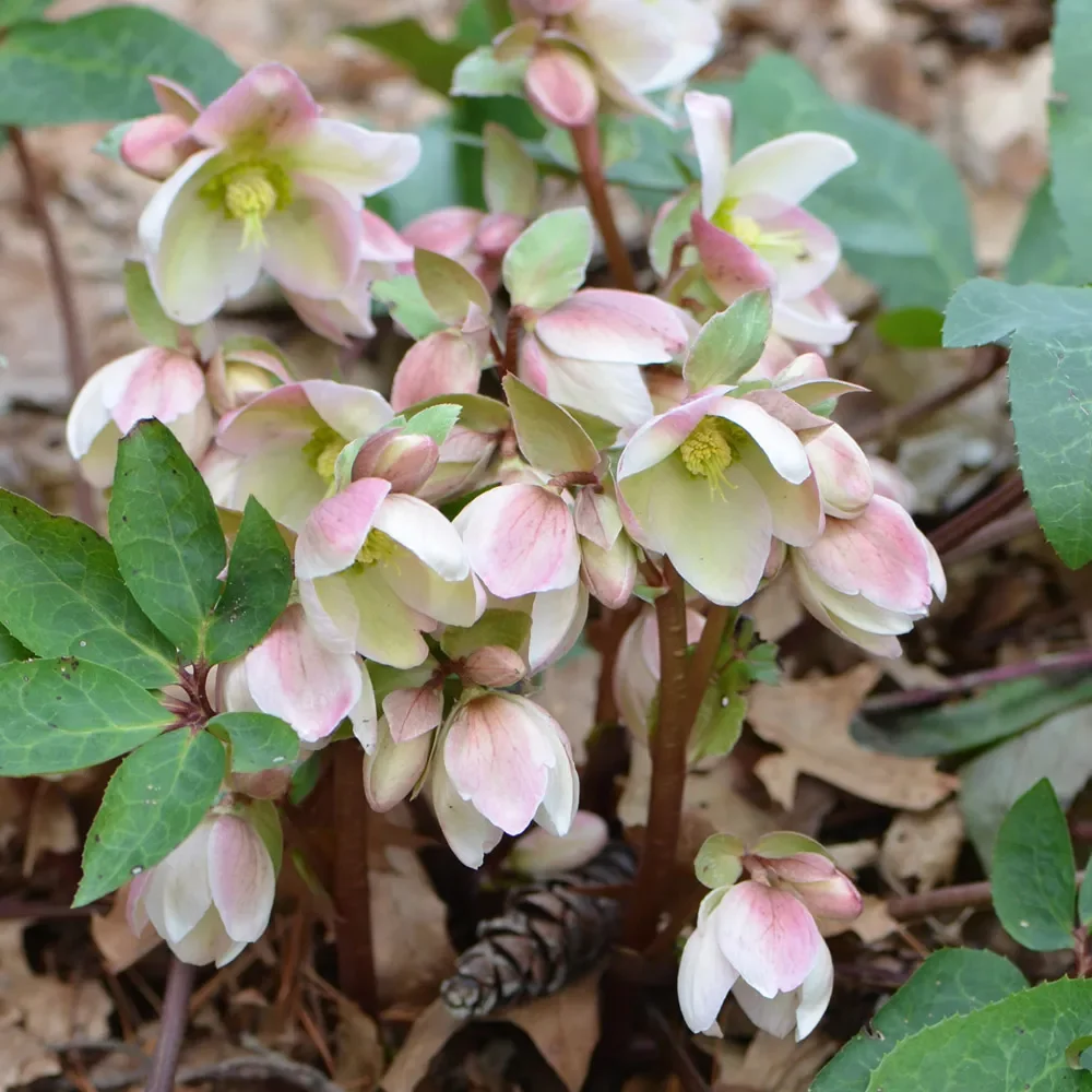 Helleborus-Ivory-Prince-Lenten-Rose.jpg.webp