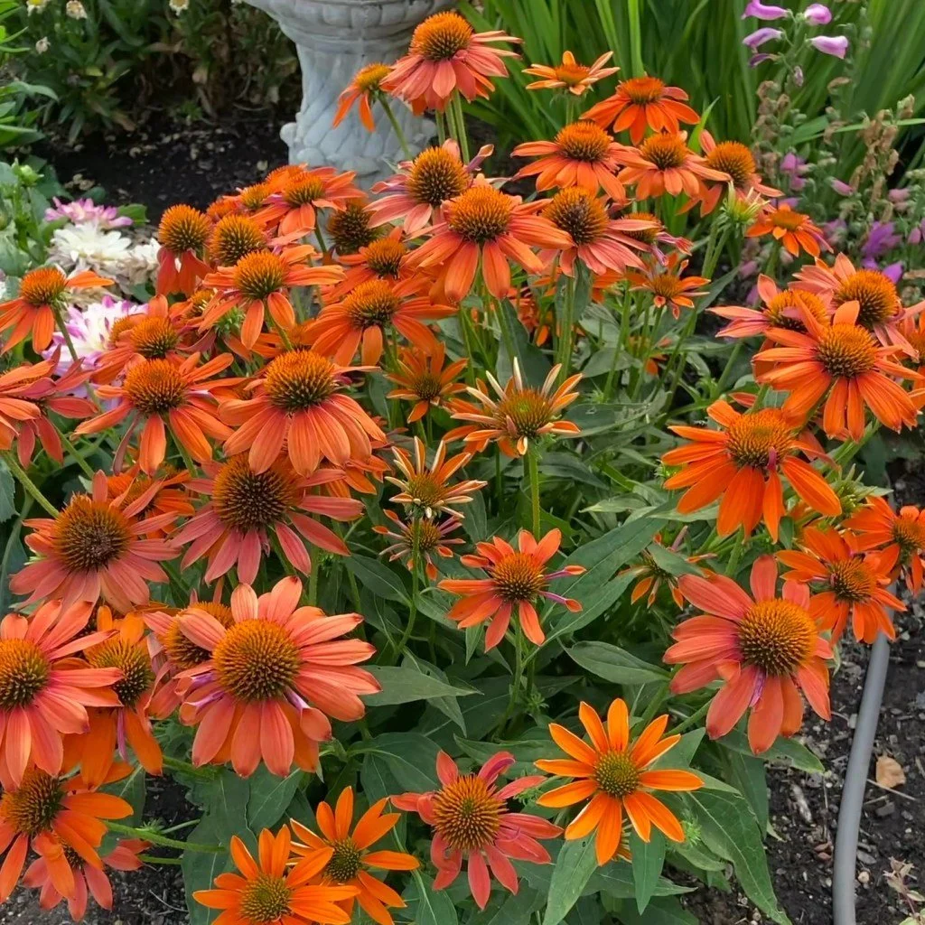 Echinacea-hybrida-Artisan™-Soft-Orange-–-Coneflower-Landscape-Reggies-Yard-2.jpg